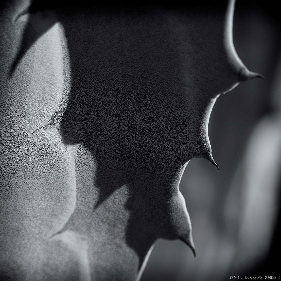Agave_Crp_3022_SFex_Sh_D_Flt_©608k