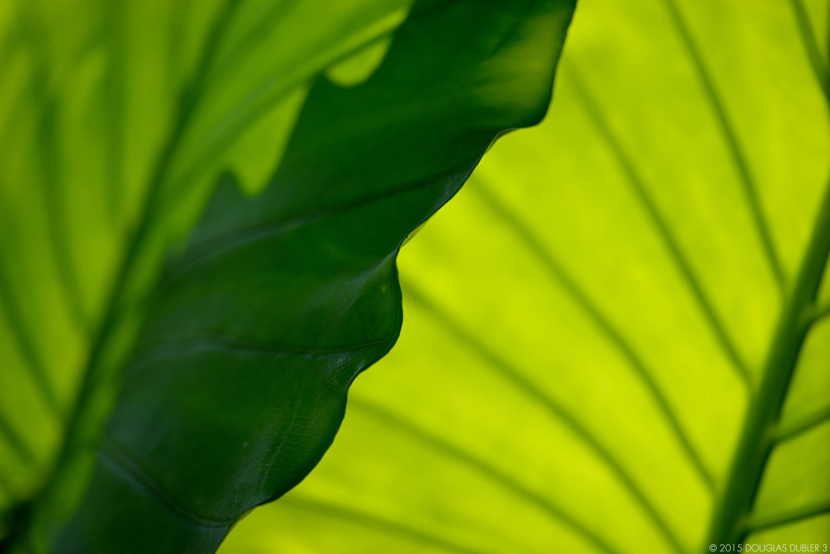 BananaLeaf_2623_Sh_D_Flt_©_608