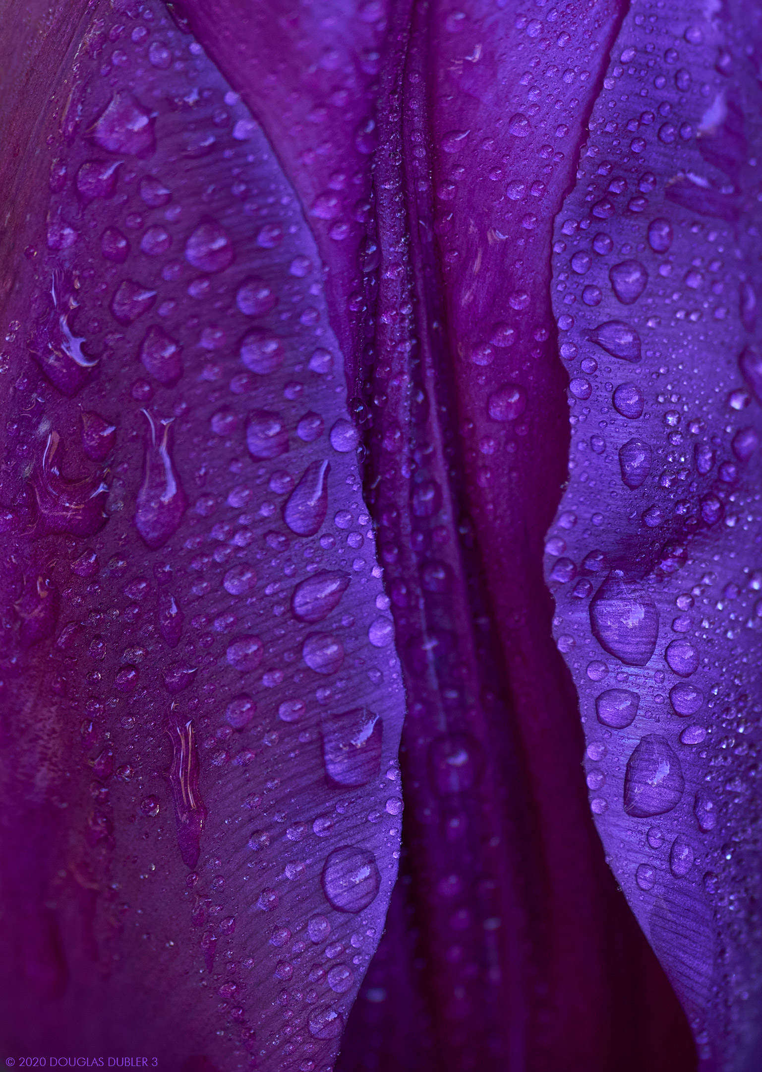 Best-Purple_1608_Sh_D90_sRGB_842