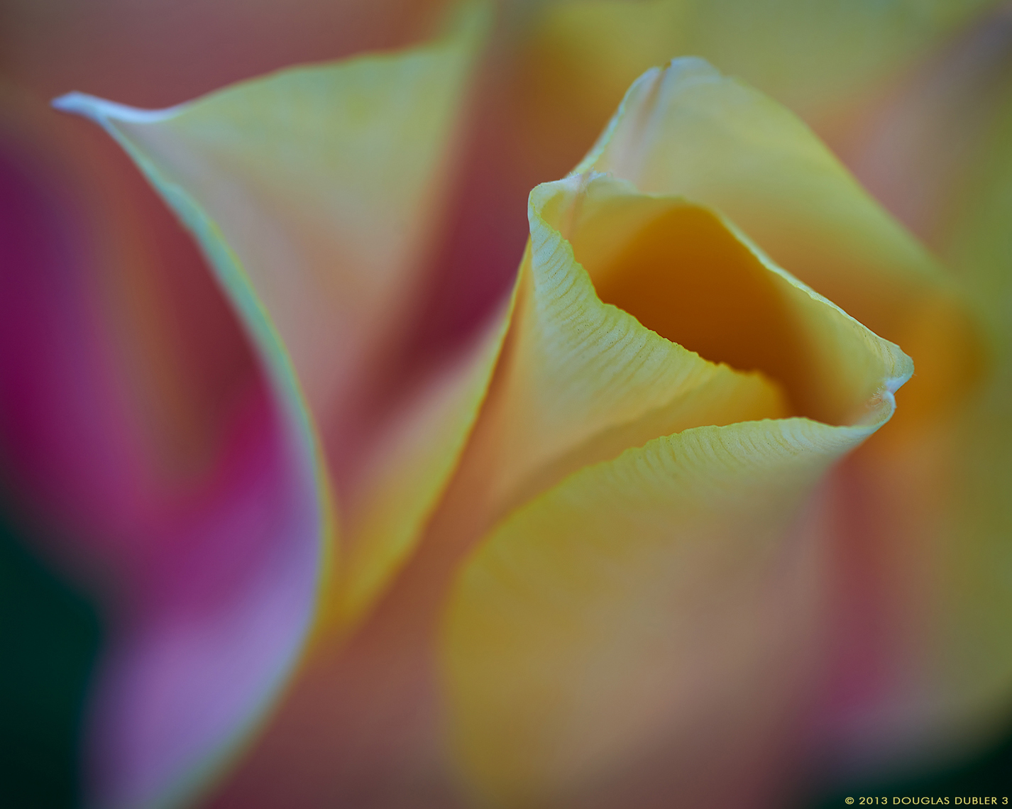BlushingLadies_3248V3_Rt_Sh_D_sRGB_565