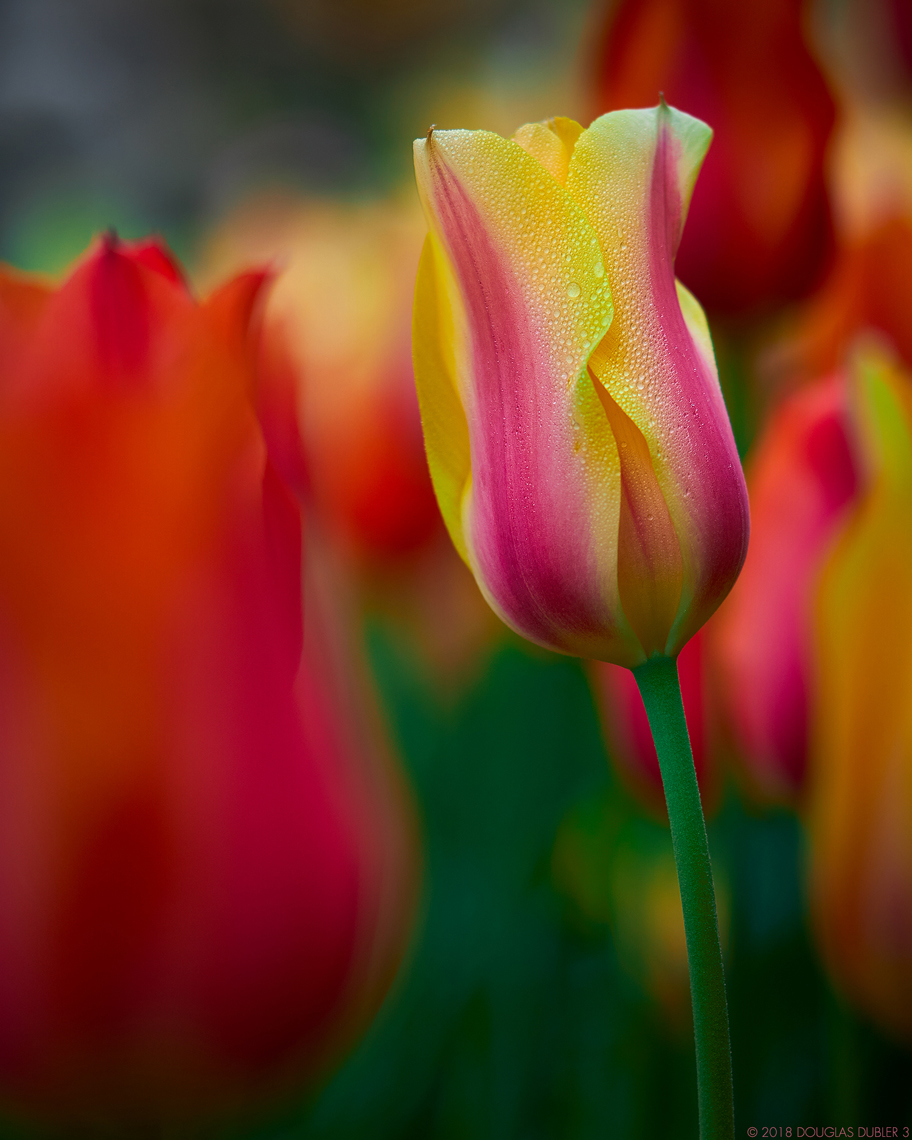 BlushingLady_6500_1508_2CrpV2_Sh_D85_sRGB_534