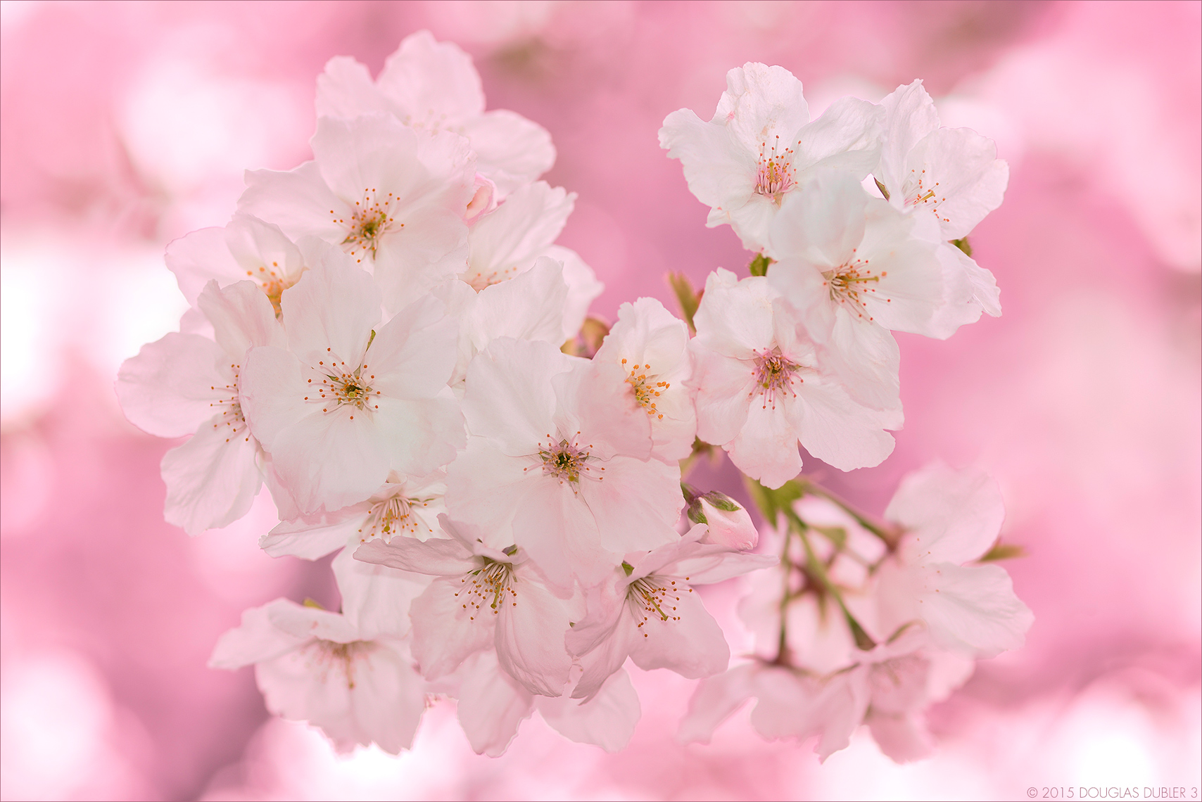 CherryBlossom_5091V2_IY_v2_Sh_D_Flt_©_L_616k