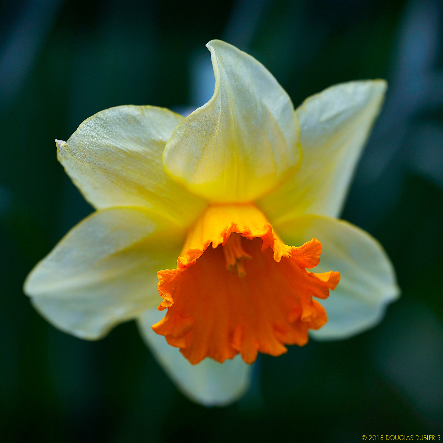 Daffodil_4186_Crp_Sh_D_Flt_NX2_sRGB_835