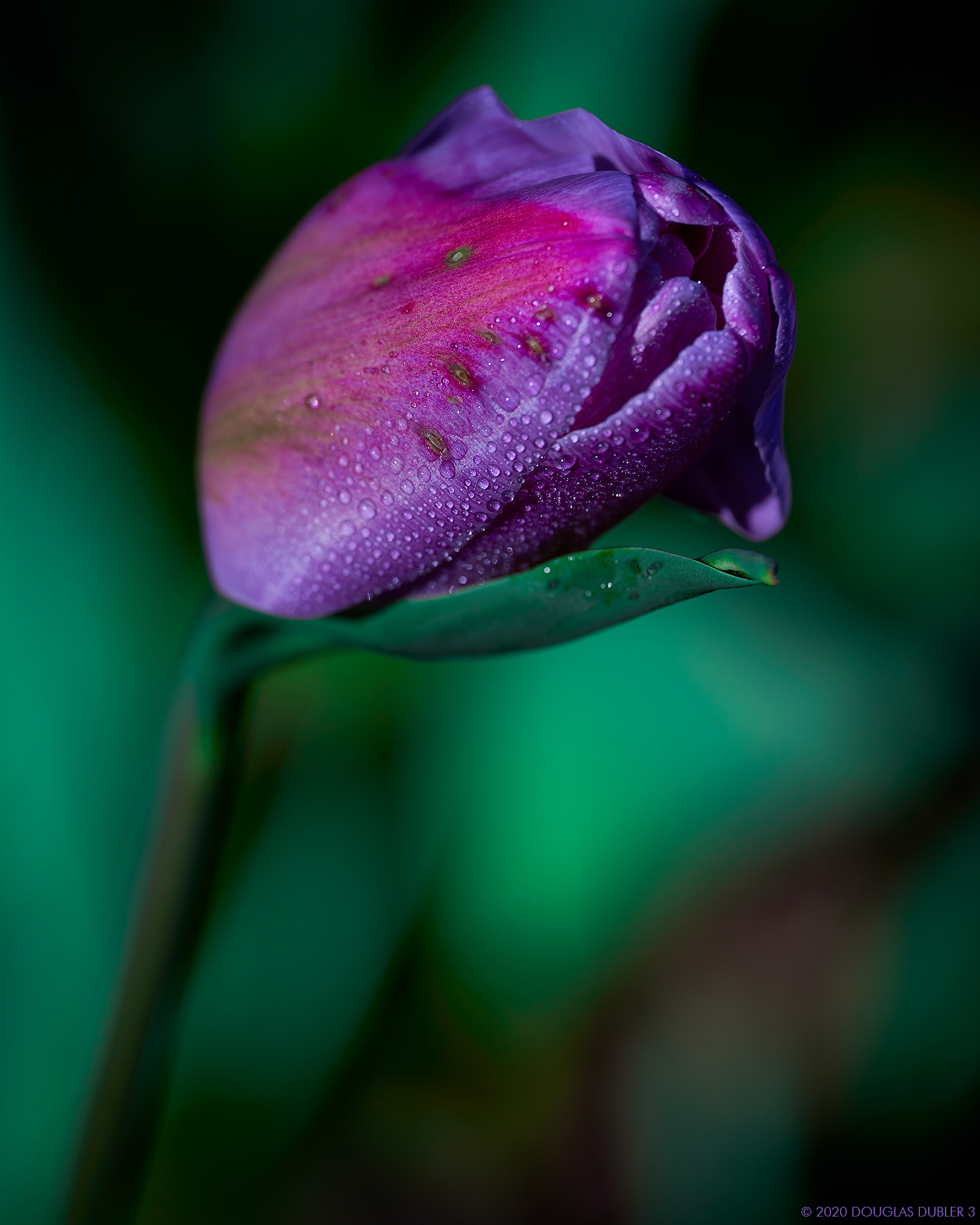 DamagedPurpleTulip_1631_Sh_D85_sRGB_815