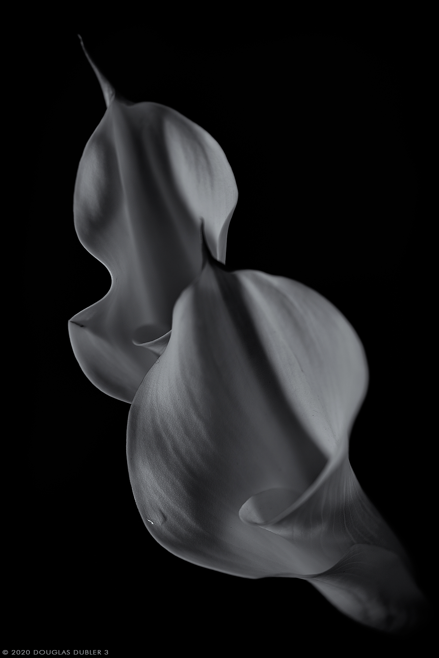 DualCallaLilies_4312V2_SFexMS_R25_Sh_D_sRGB