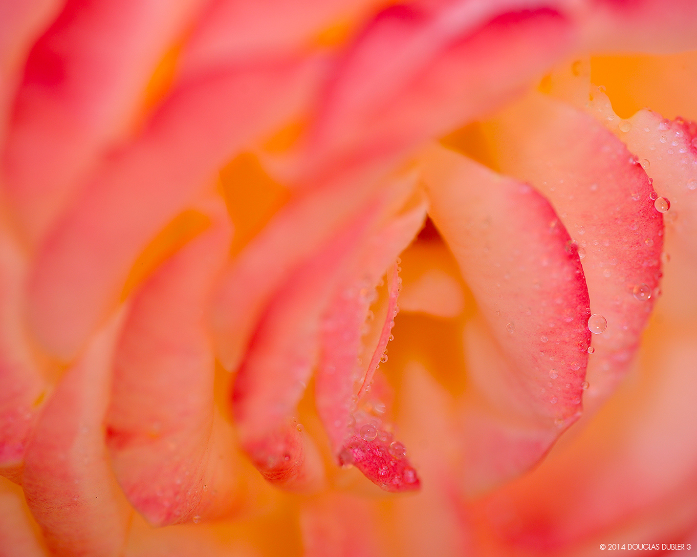 Garden_Delight_9654_Sh_D_Flt_©615k