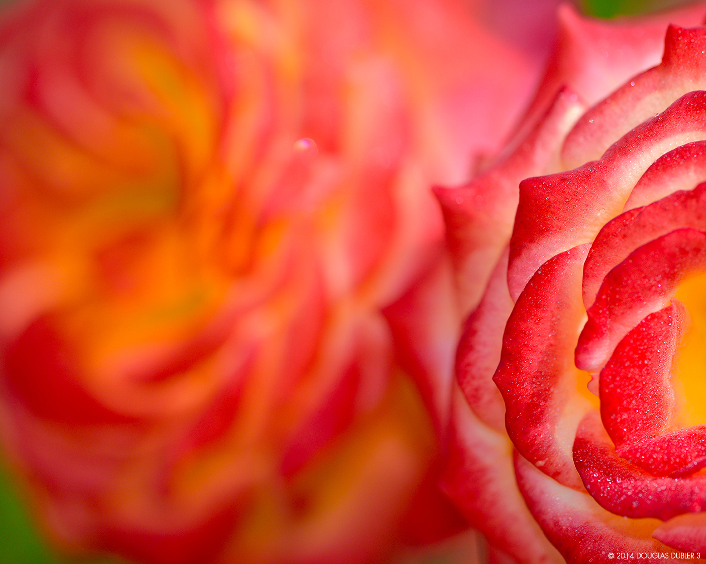 Garden_Delight_9677_Sh_D_Flt_Rt_©604k