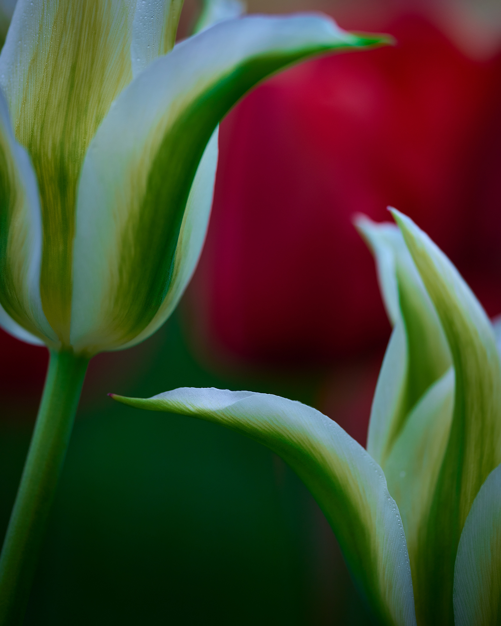 Green-Star-Tulips_8161V2_Sh_D_sRGB_839