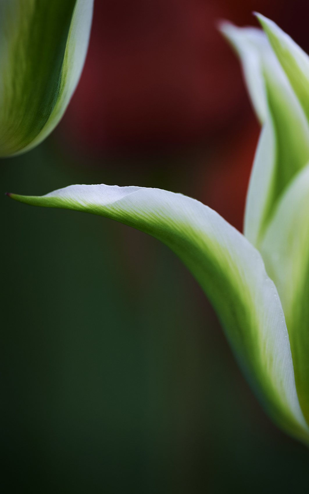 GreenStarTulip_8165V2Sh_G_Flt48