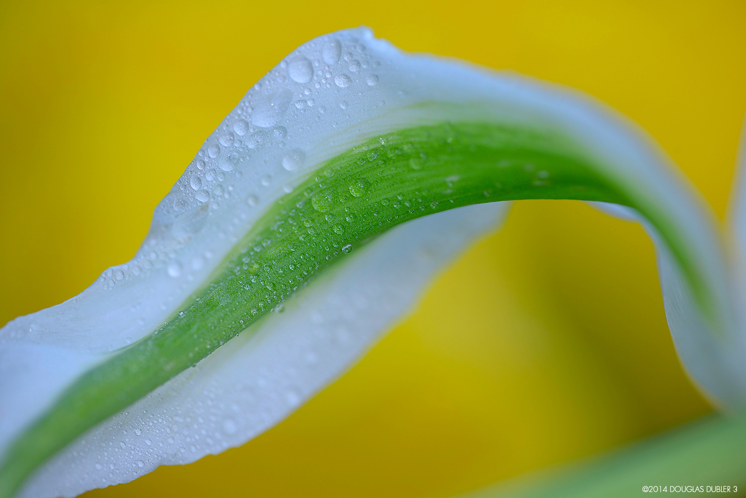 Green_Star_Tulip_8698_Sh_D_Flt_©626k