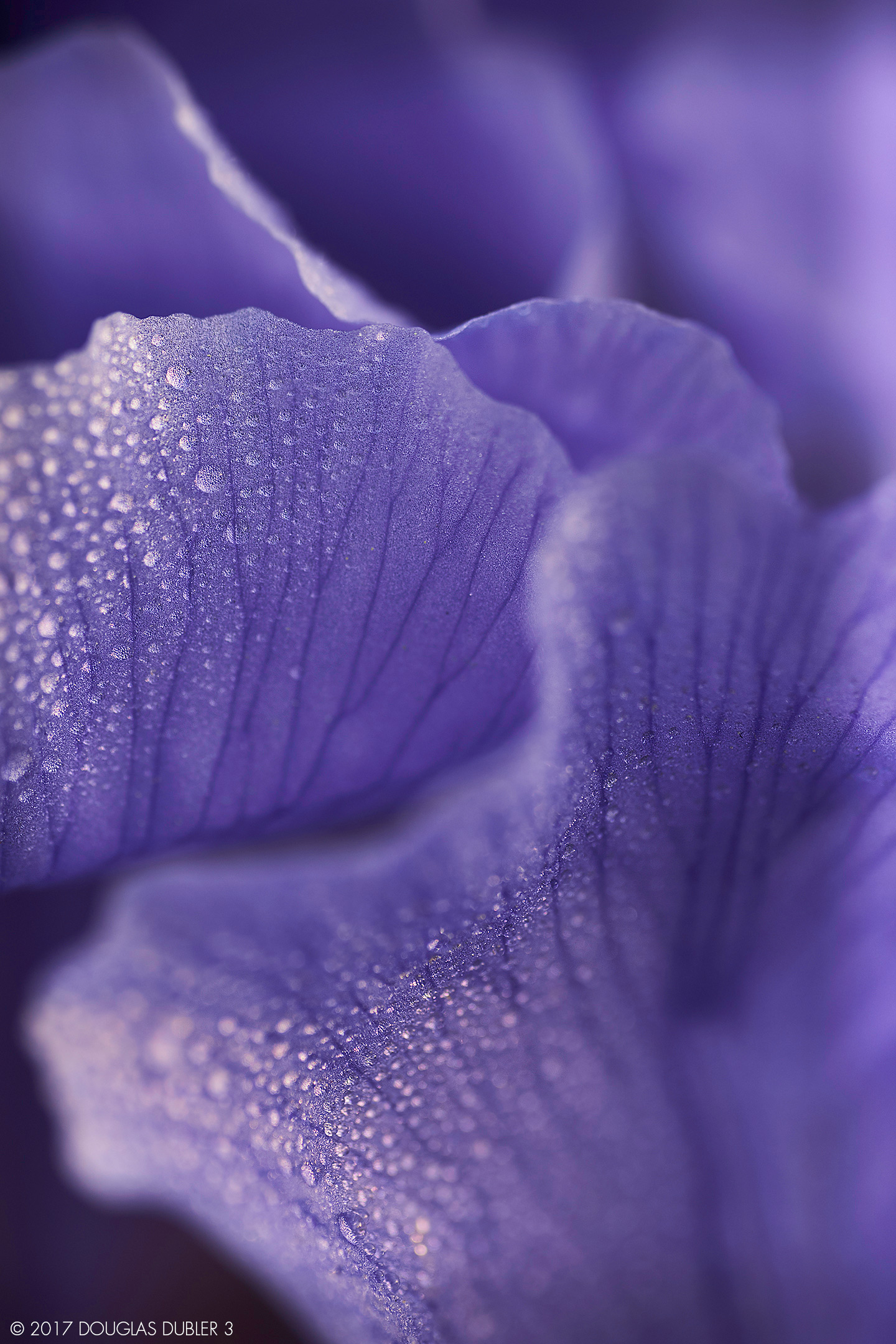 Iris_7788_Sh_D_802