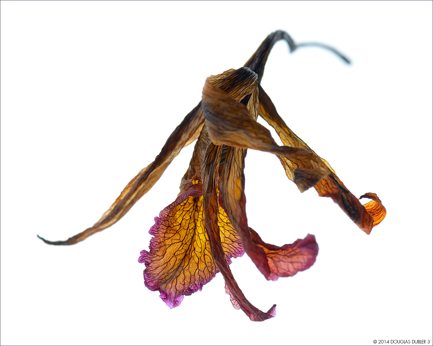 Jewel_Box_Orchid_Nikon_f11_9212_Sh_D_Flt_L_©502k