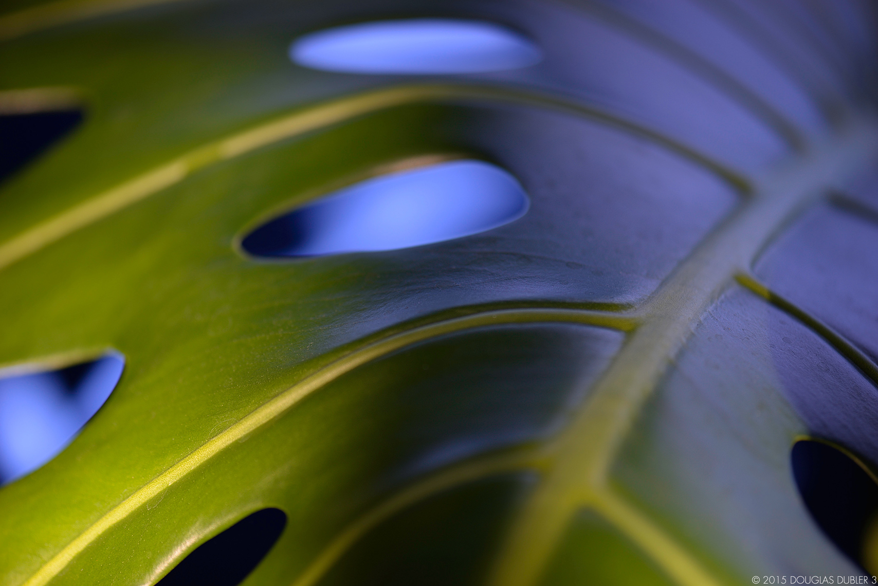 Leaves_2586_Sh_D_Flt_©_595