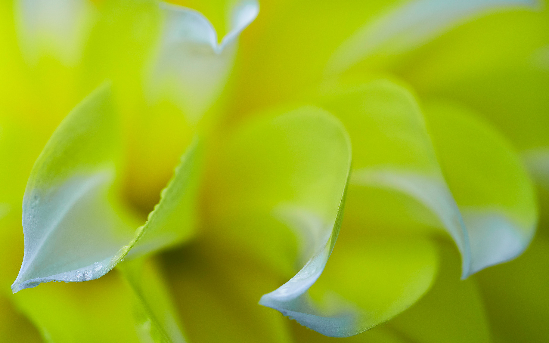 LemonIceDahlia_277_2_Rt-Sh_G_Flt_Br15_577