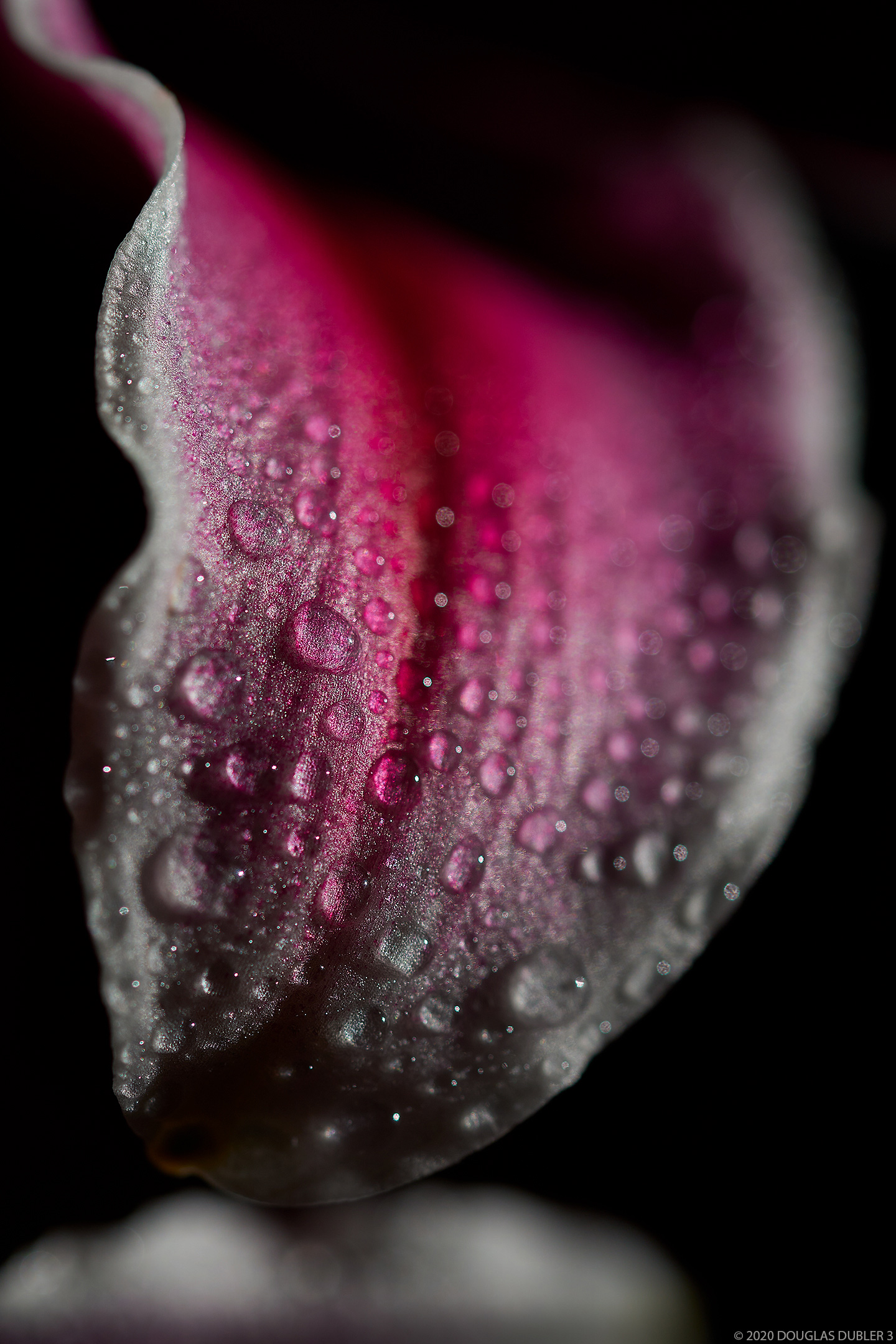 Lily_6815_sRGB_Sh_D75_837