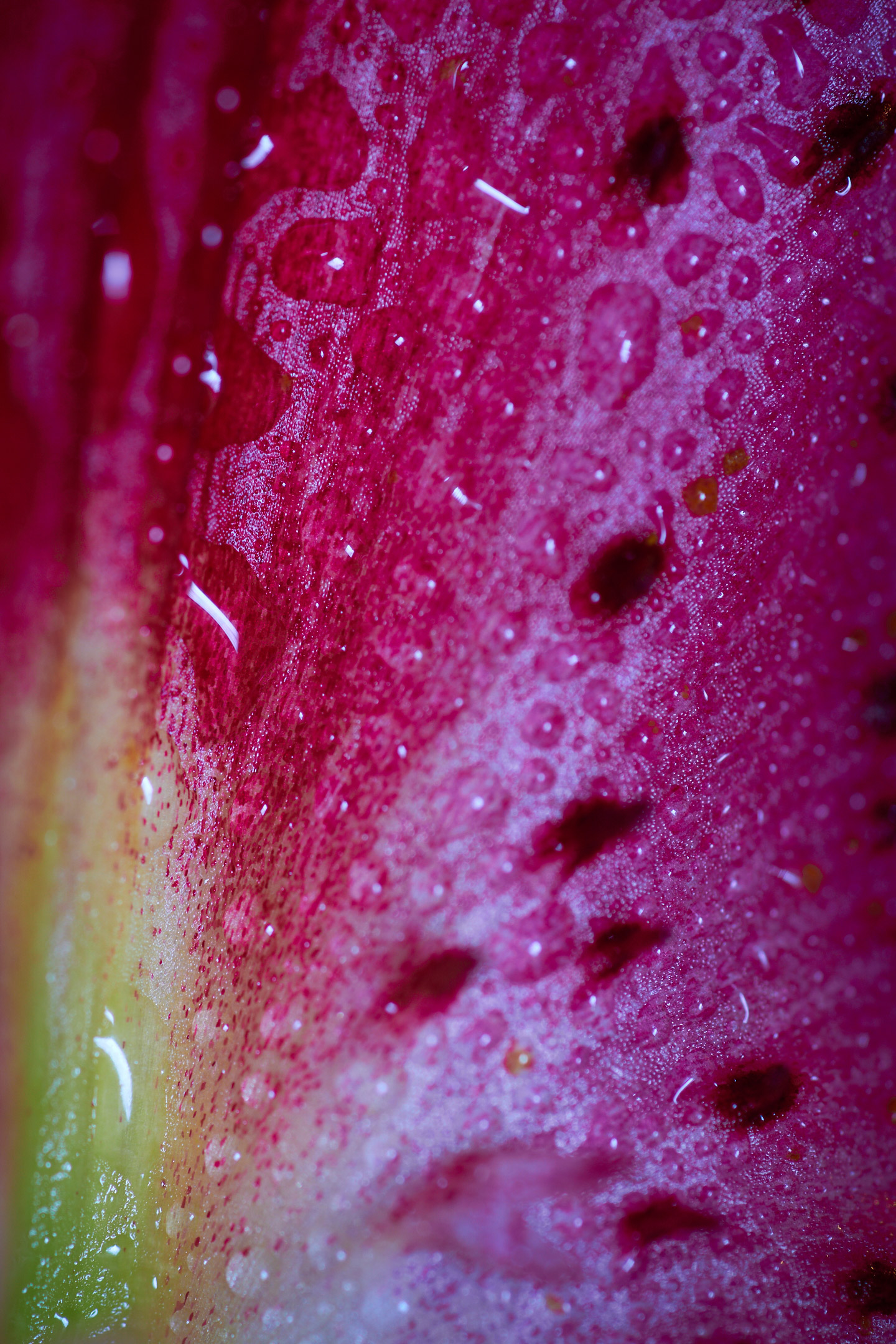 Lily_6853_866