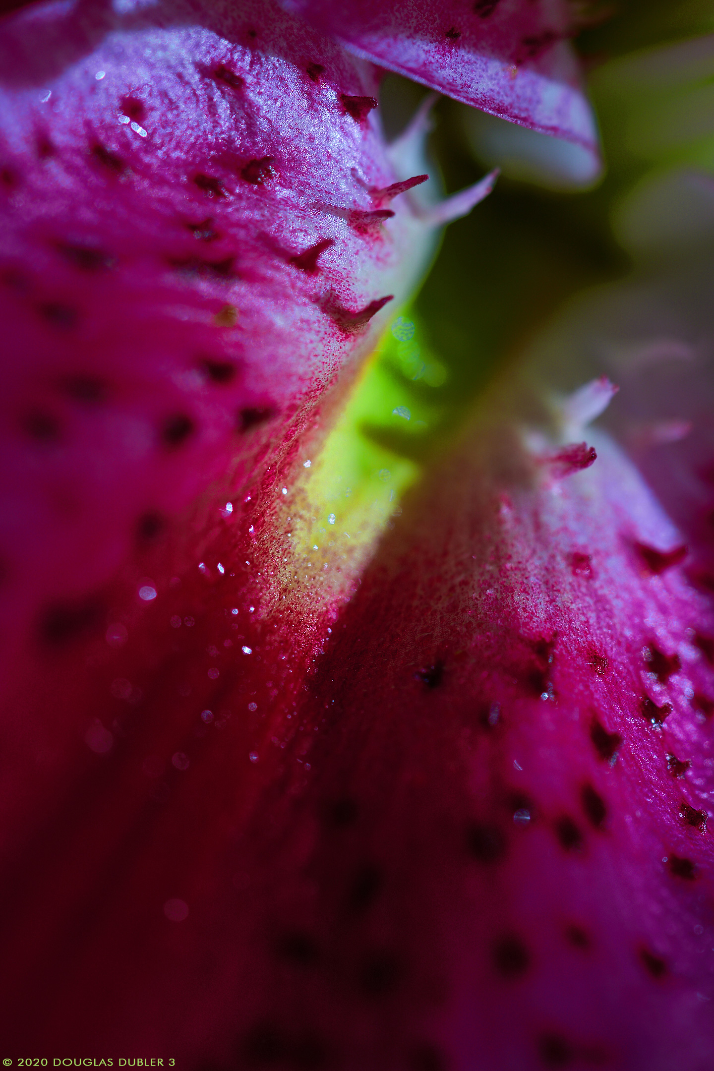 Lily_7119_Sh_D_sRGB_857