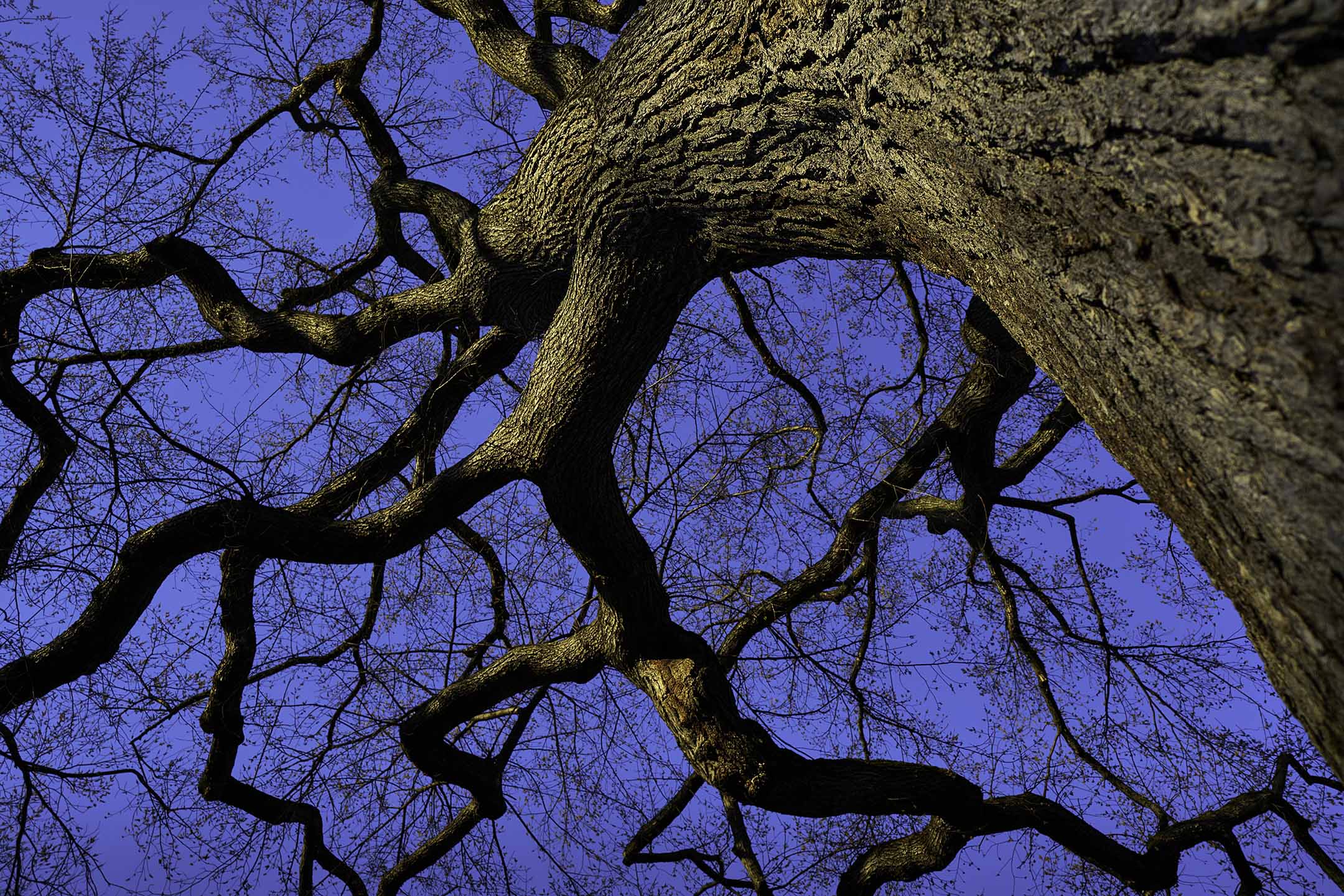 MaleficentTree25_6571_Sh_D_Flt_NX273