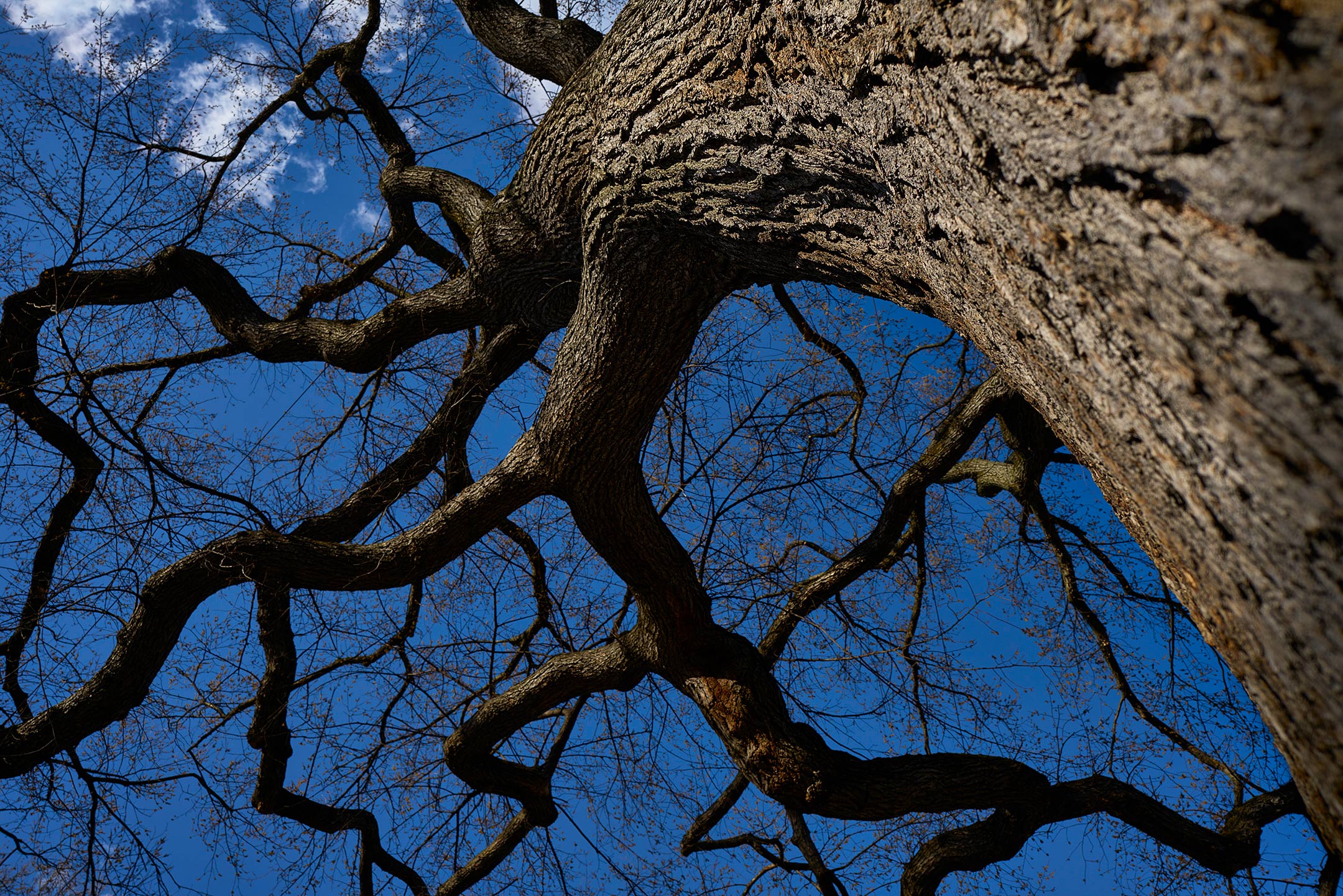 MaleficentTree_25_6525_Sh_D_836
