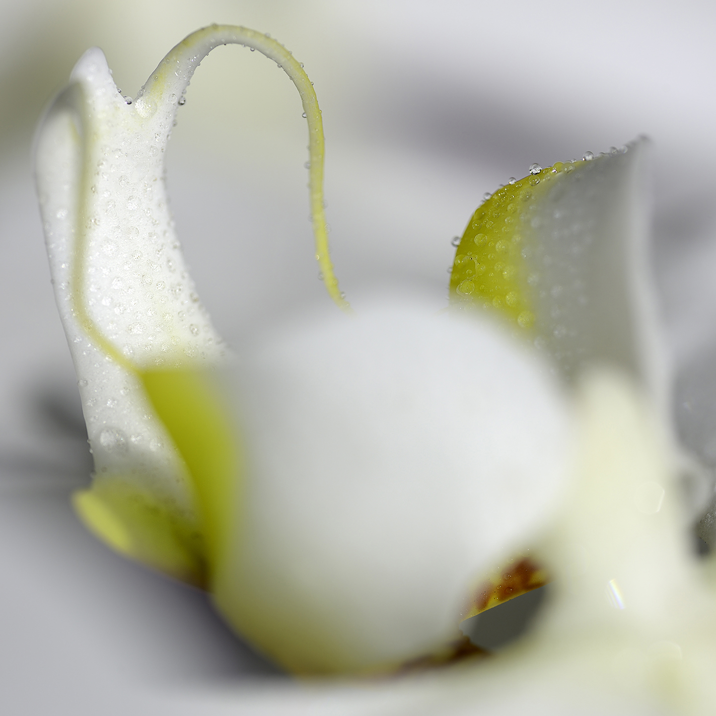 Orchid_4357_Sh_D_Flt_Crp86