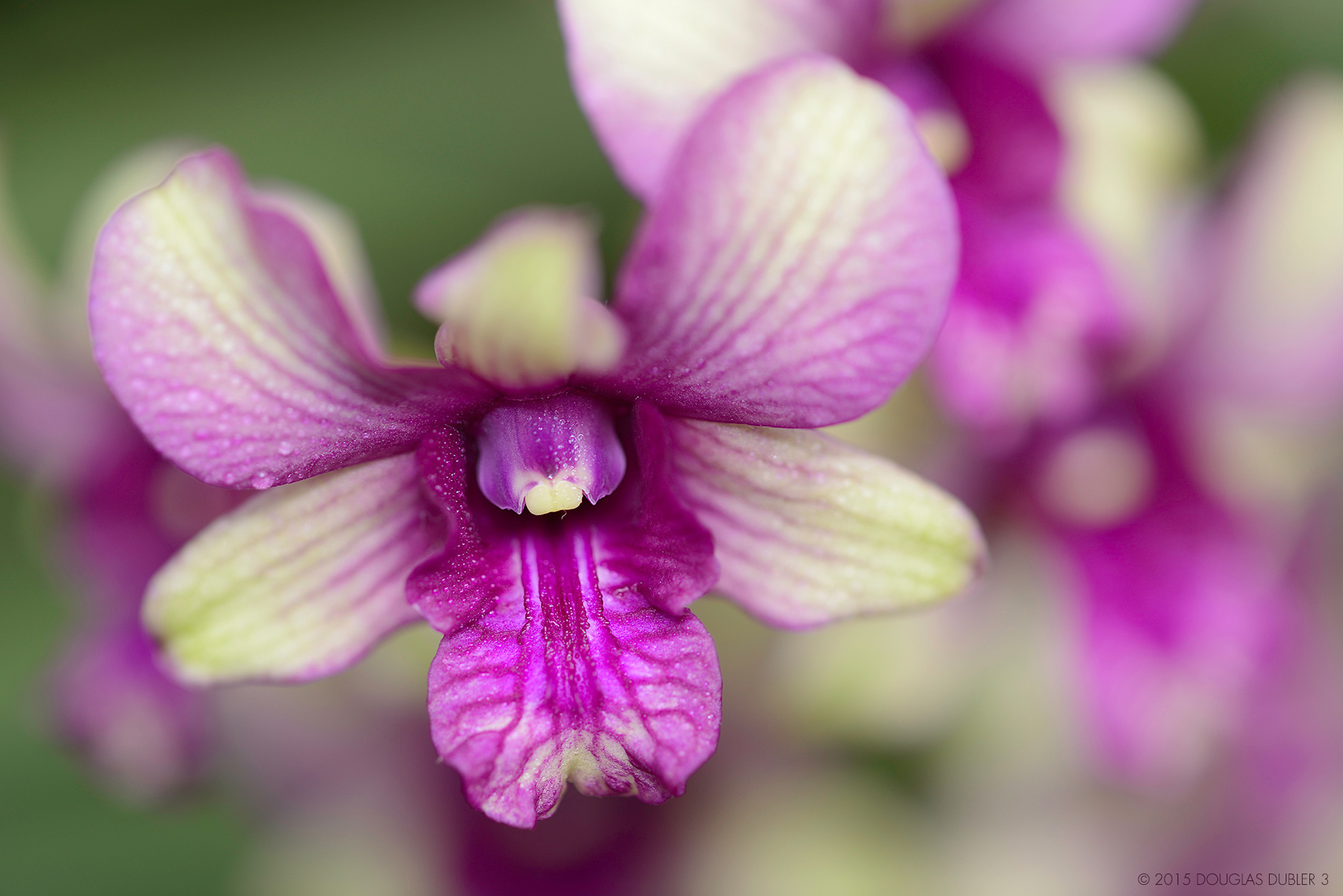 Orchid_4466Z_Sh_D_Flt_©609k
