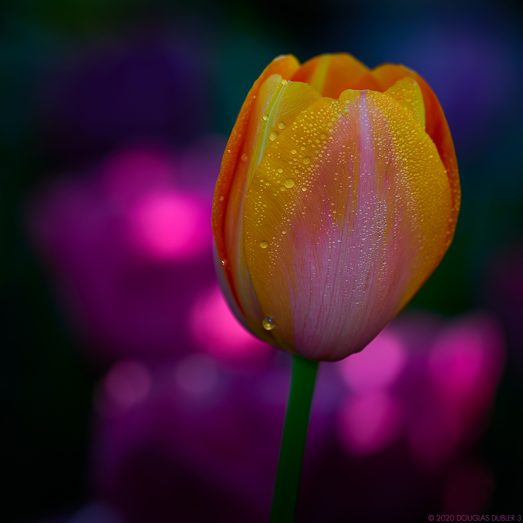 PinkOrangeYellowTulip_2163_Sh_D85_sRGB_862