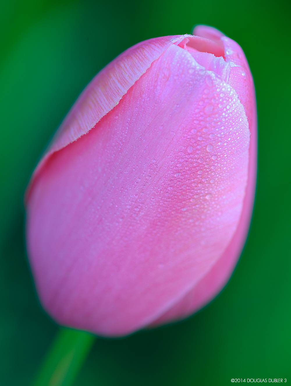 Pink_Tulip_8722_Sh_D_Flt_Crp_©570k