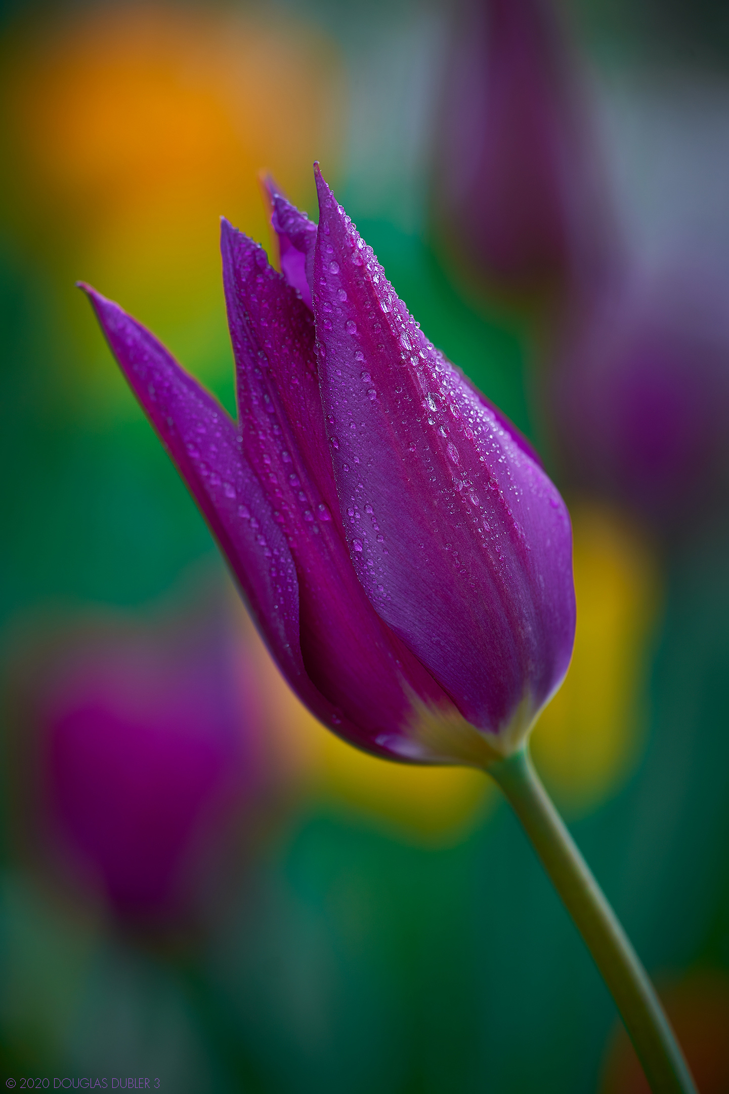 PurpleTulip_1416_Sh_D85_sRGB_826