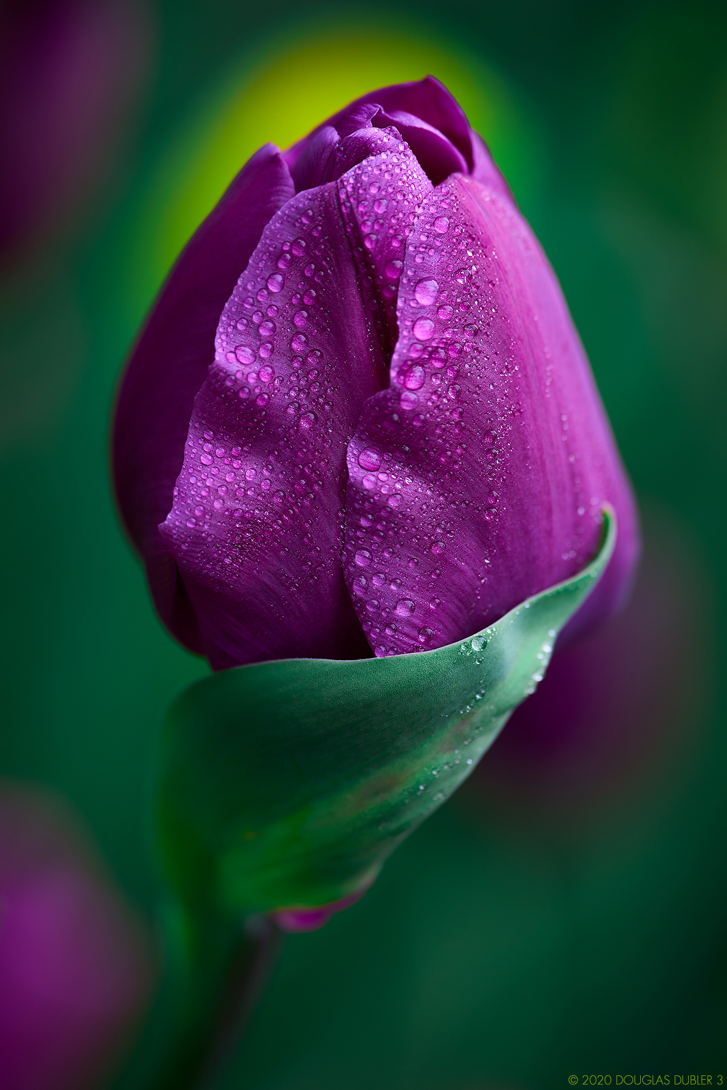 PurpleTulip_1444_2_V2_Rt_Sh_D80_sRGB_839