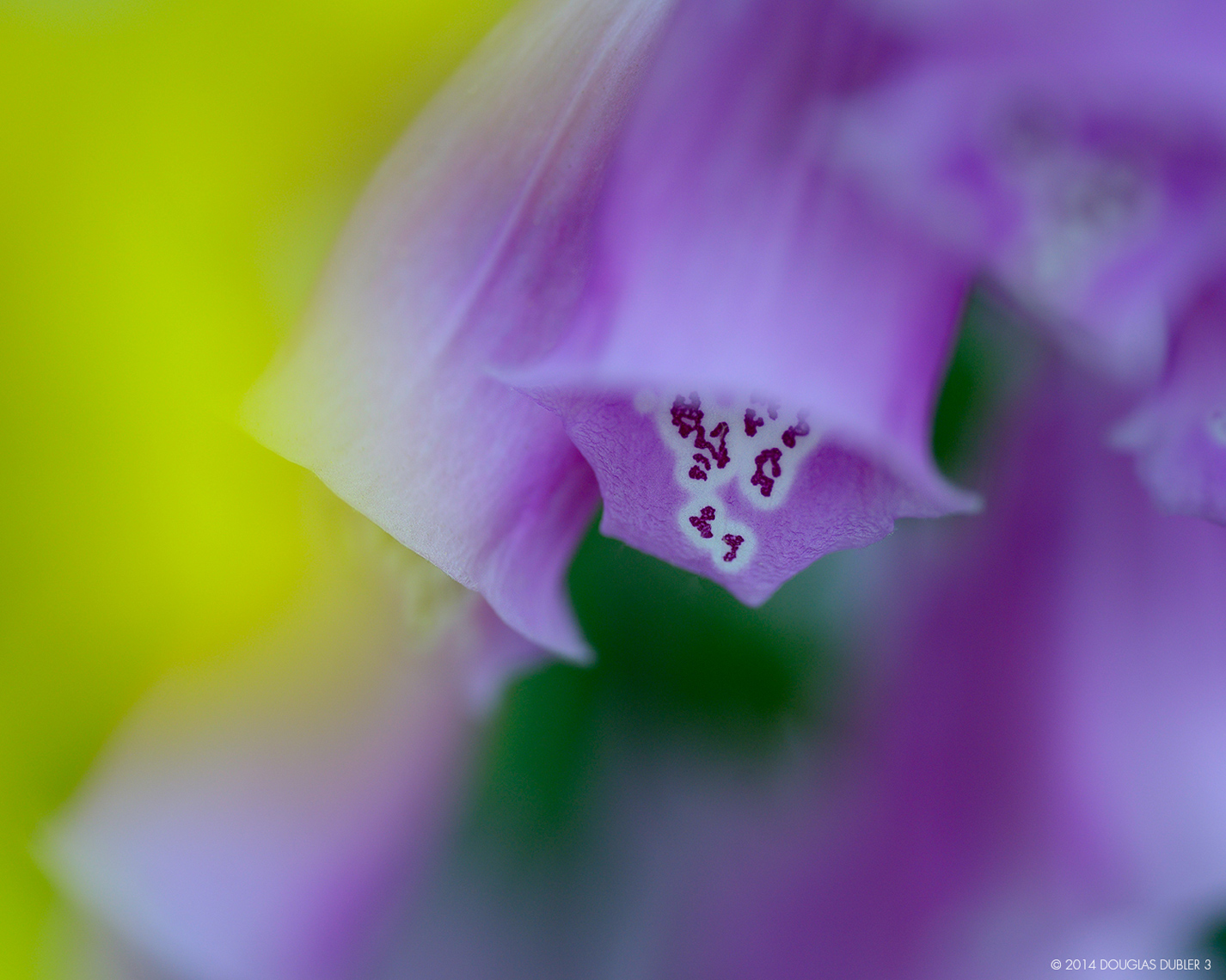 Purple&Yellow_Flower-_8935_Sh_D_Flt_©626k