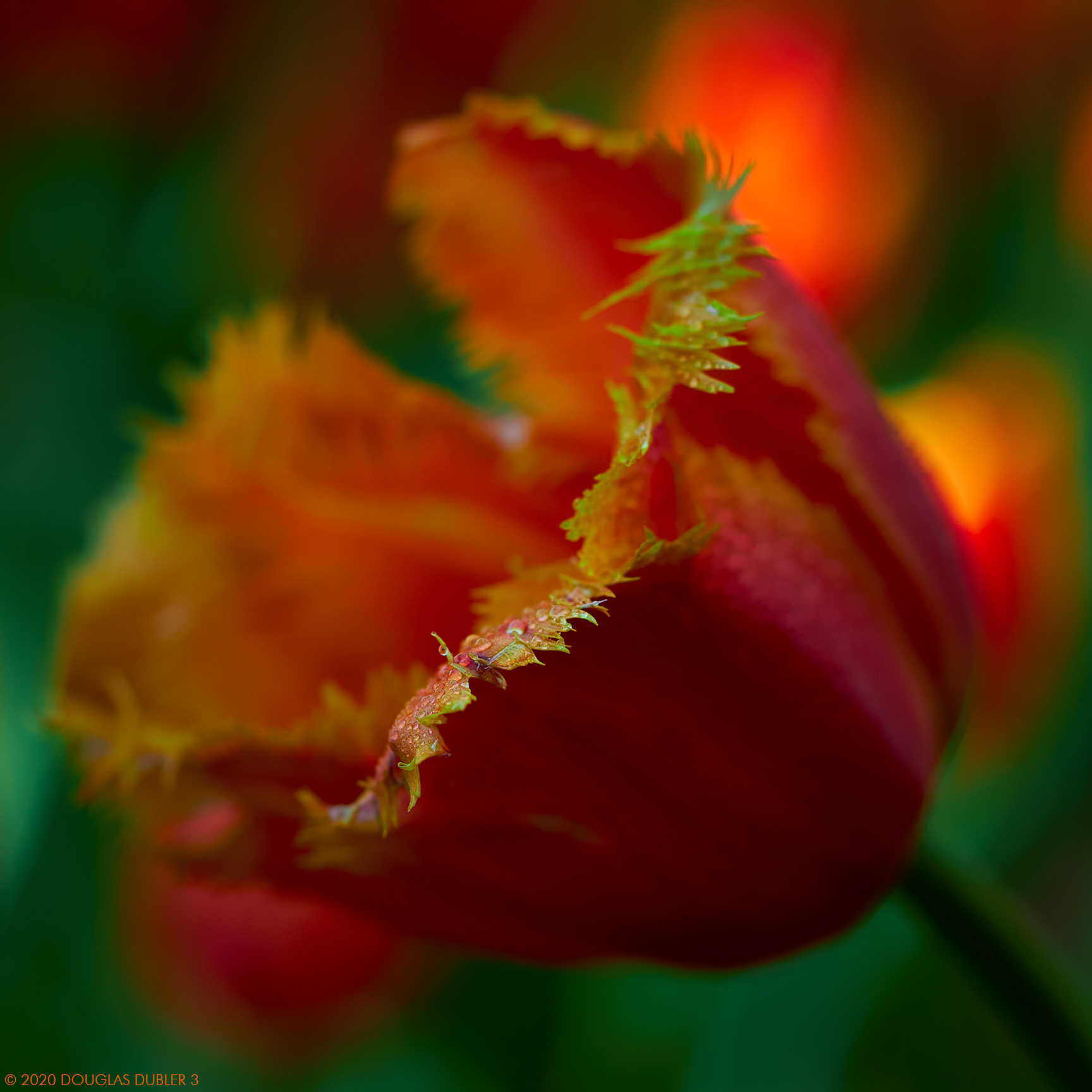 RaggedTulip_1464_Sh_D_sRGB_861
