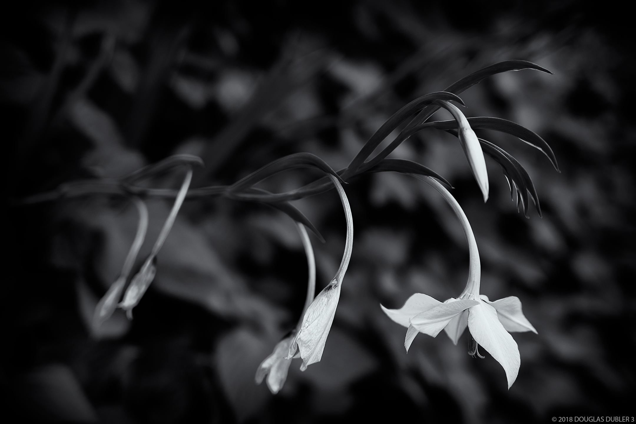 SmallLilies_8680_SFexHSS_B125_865