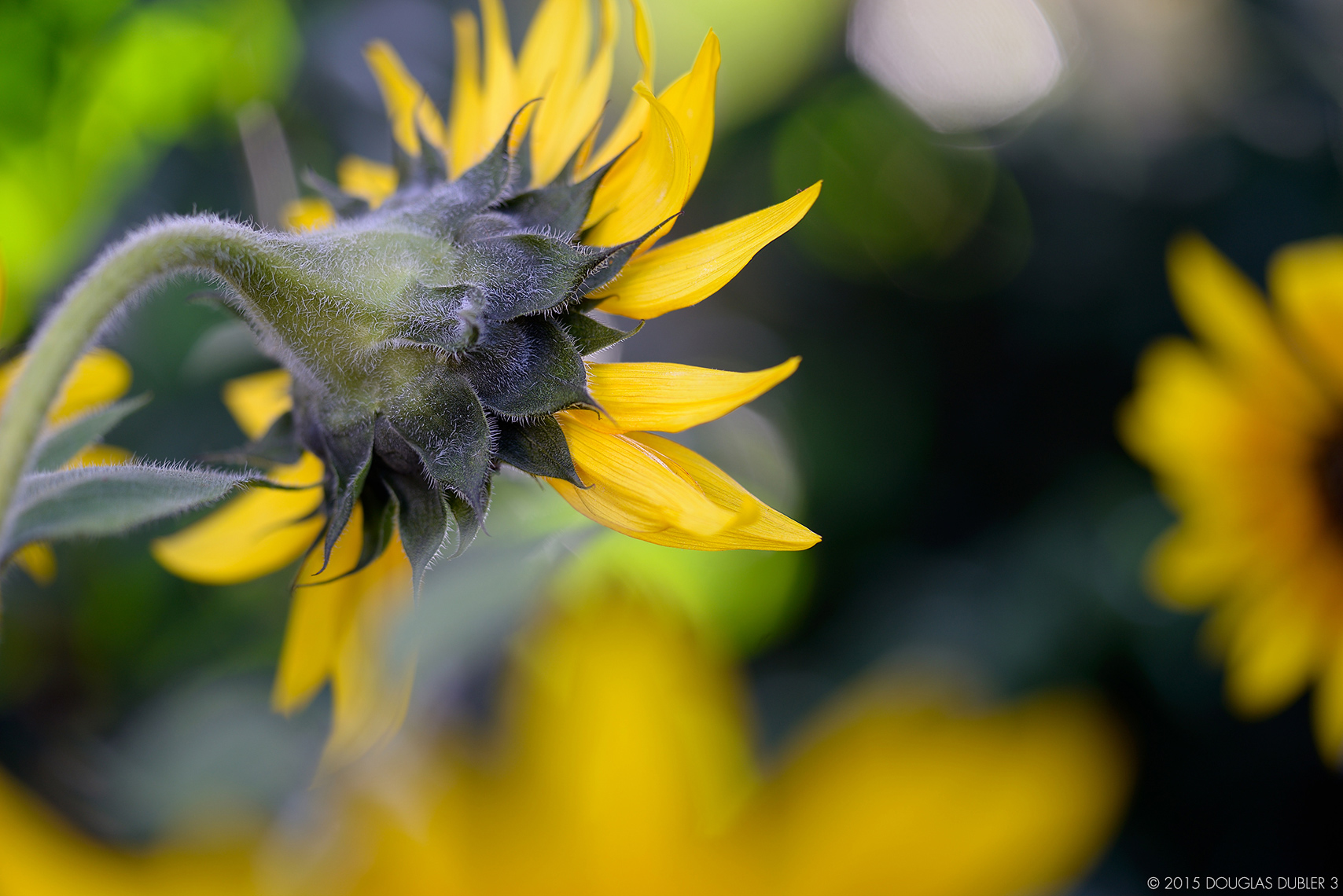Sunflower_2609_Sh_D_Flt_©_596