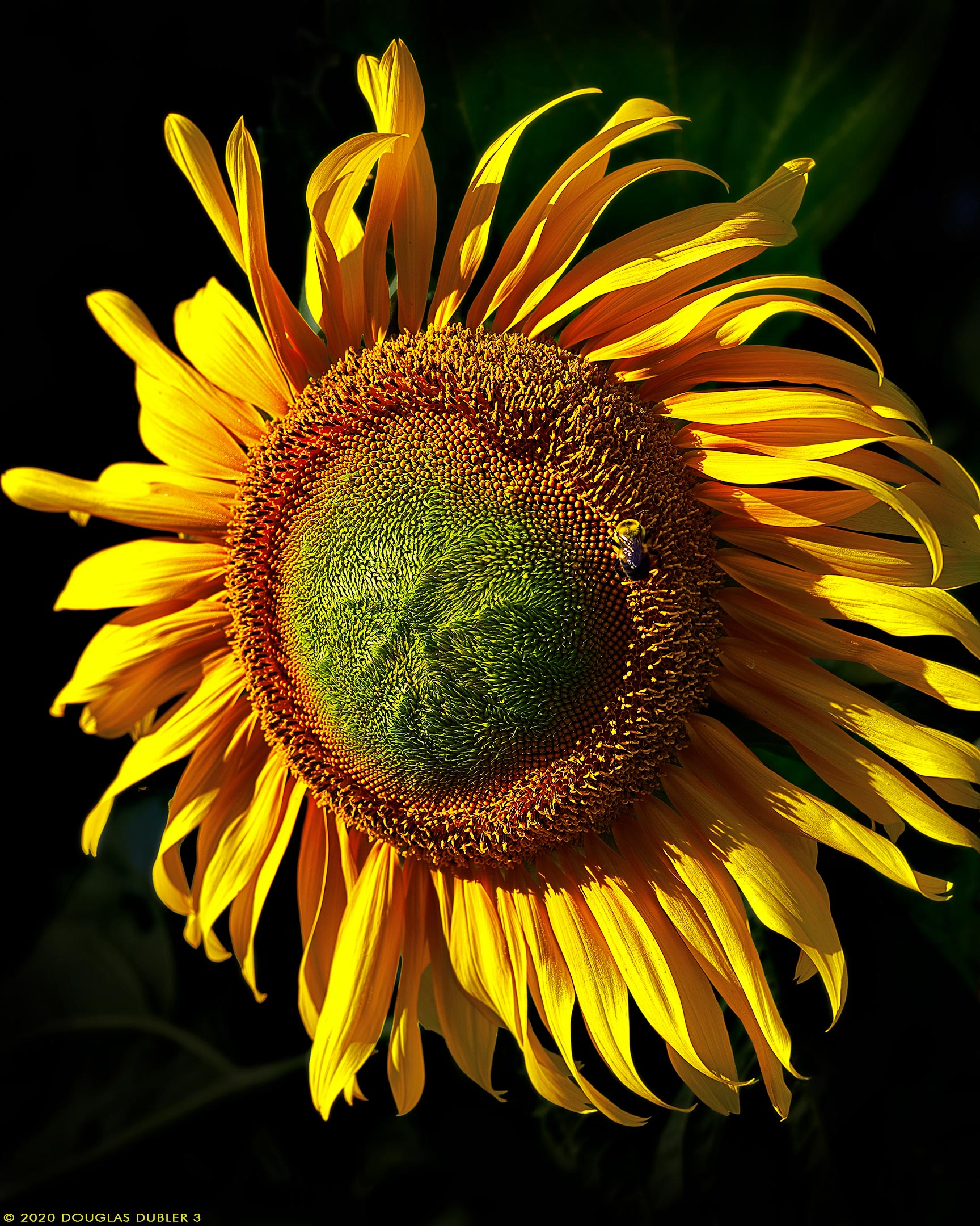 Sunflower_3778_IY_v2_RtDD3_sRGB_Sh_D85_V2_764