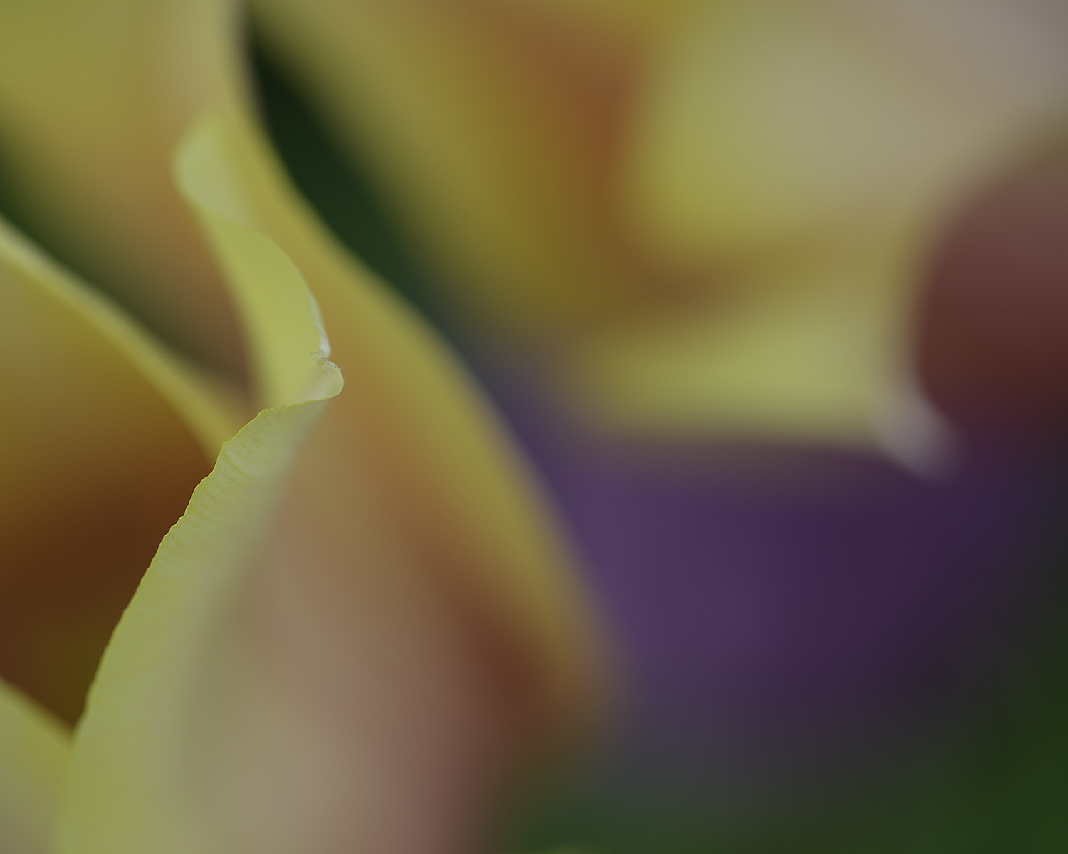 Tulip3356ShDFlt.jpg