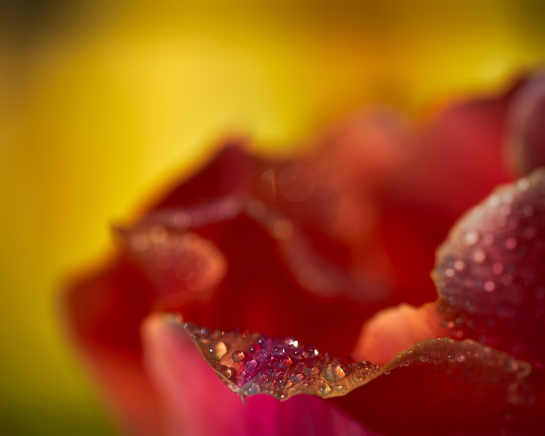 TulipRefracted_4299_Sh_D_Flt_Crp_sRGB_866