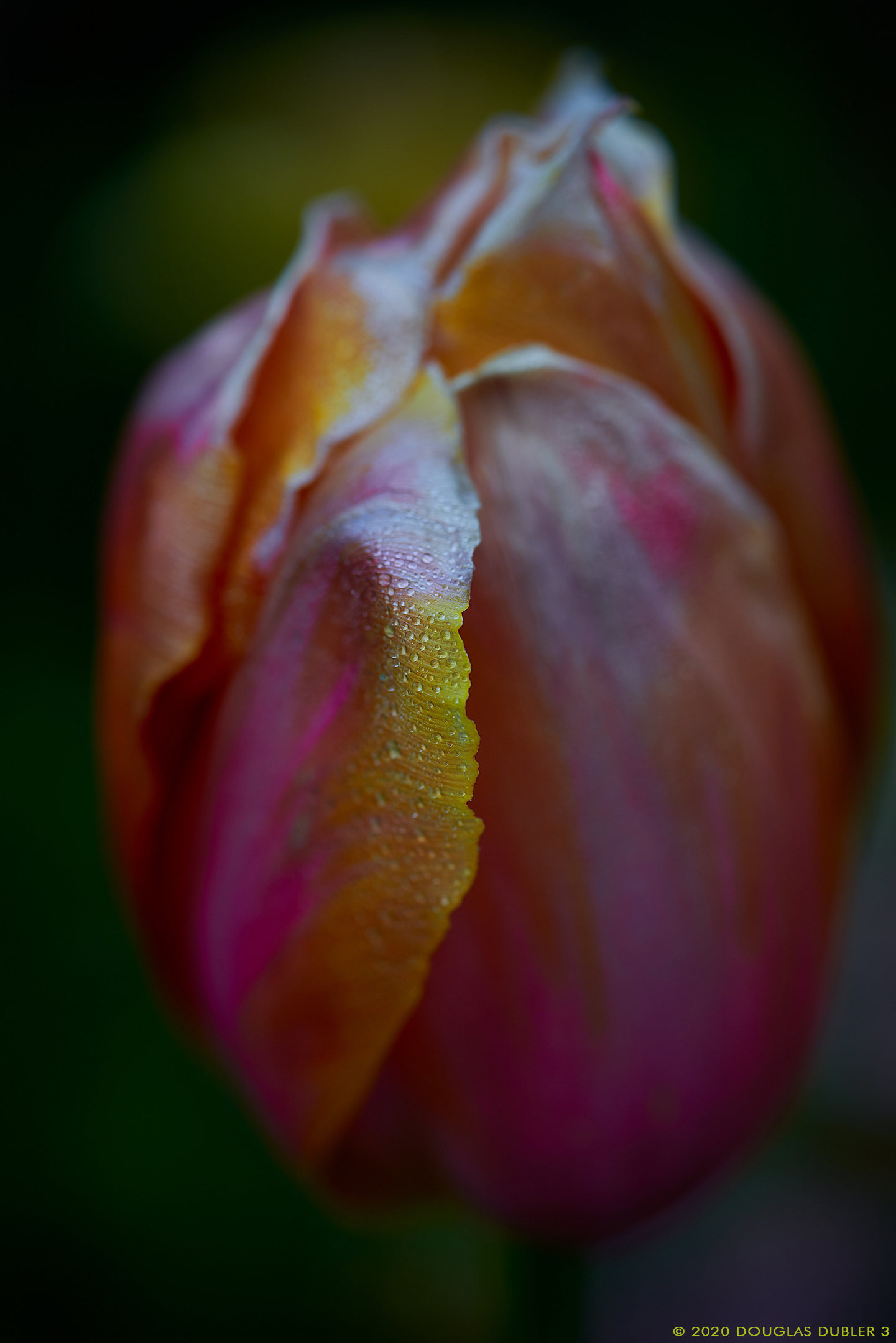 TulipaDordognePetal_3166_Sh_D90_sRGB_877
