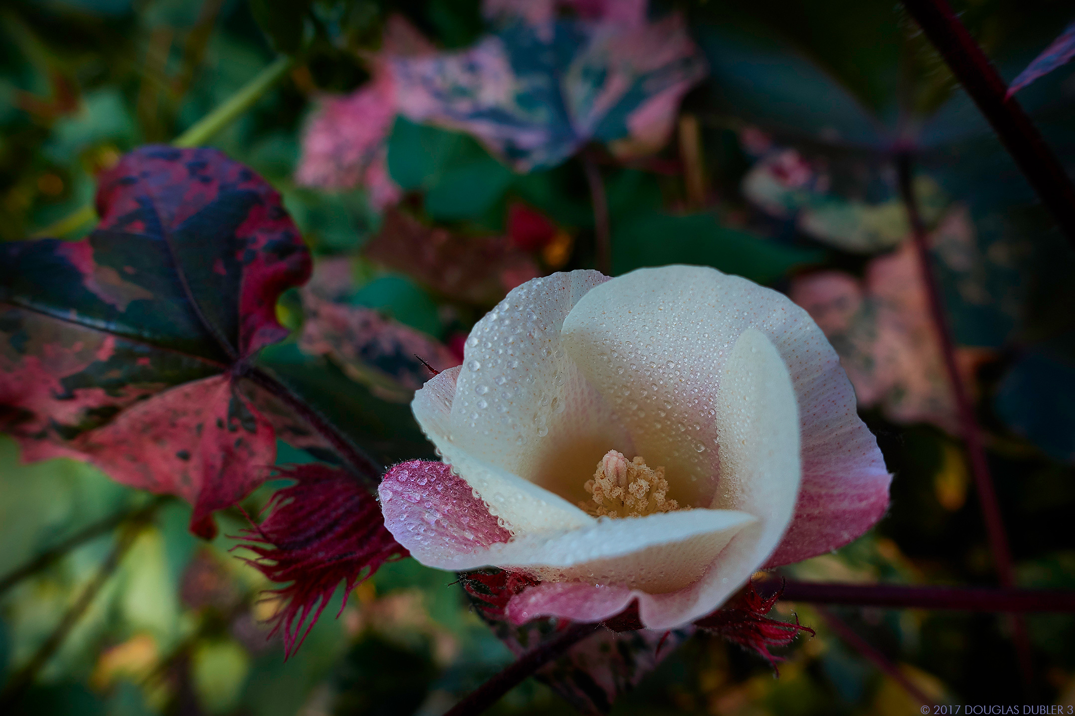 WhitePinkFlower_8359_Sh_D_Flt_sRGB_836