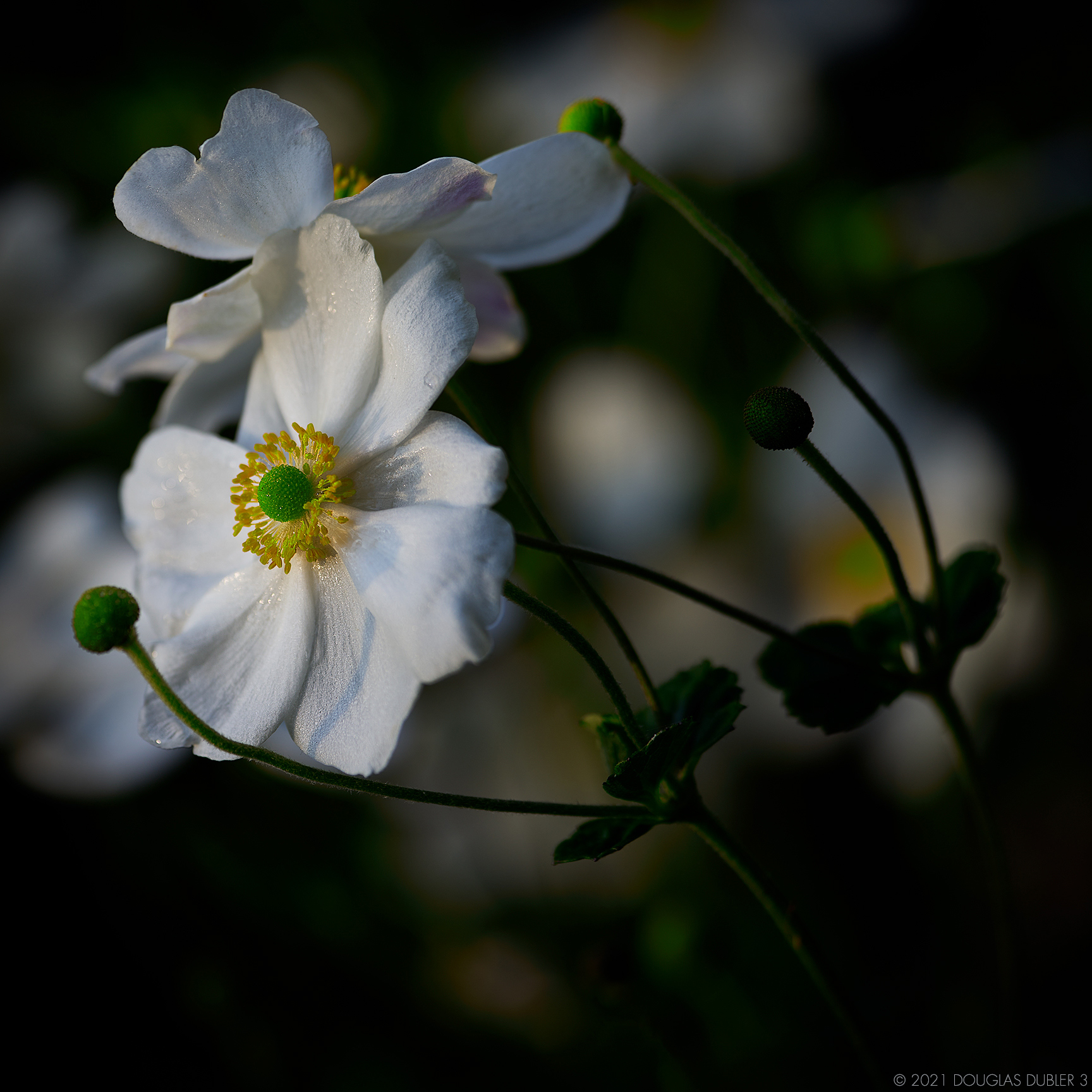 White_Flower_442_2CrpRt_Sh_D85_sRGB_807