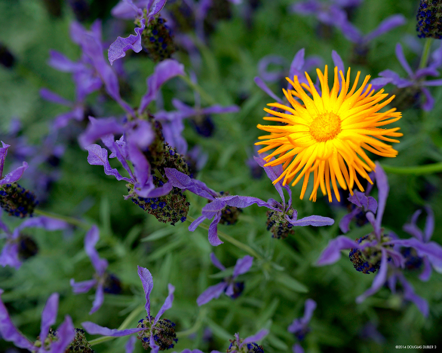 Yellow_Flower_8881_Sh_D_Flt_©624k